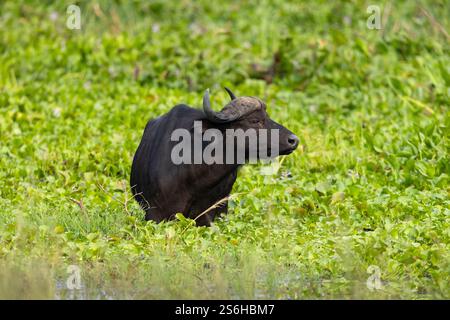 Cape Buffalo Syncerus Caffer Caffer Caffer, Erwachsene auf der Suche nach Marsch, Murchison Falls, Uganda, September Stockfoto