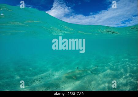 Ein junger Schwarzhai schwimmt in der flachen Lagune von Sun Island (South Ari Atoll, Malediven) Stockfoto