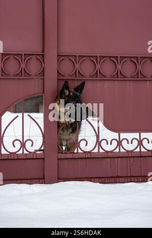 Hund hinter einem Zaun Stockfoto