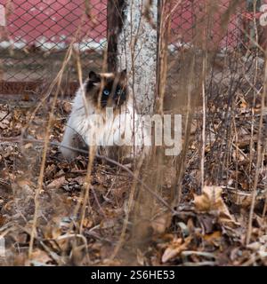 Eine reinrassige Katze, die auf der Straße läuft. Hochwertige Fotos Stockfoto