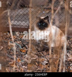 Eine reinrassige Katze, die auf der Straße läuft. Hochwertige Fotos Stockfoto