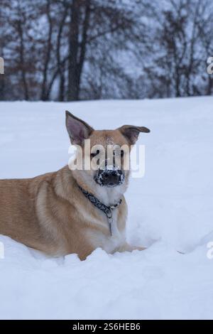 Schäferhündchen Spielt Im Schnee Stockfoto
