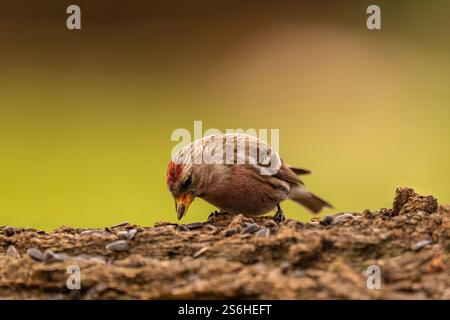 Häufige Redpoll-Fütterung auf Samen Stockfoto