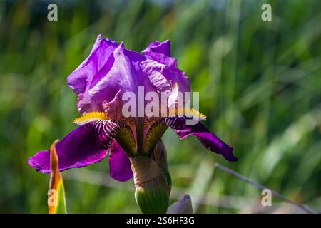 Gelbe und blaue blühende Irisblumen Nahaufnahme auf grünem Gartenhintergrund. Sonniger Tag. Viele Iris. Grosse Kulturblume des bärtigen Iris-Keims Stockfoto