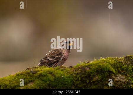 Gemeinsame Redpoll im Regen: Ein Moment der Gelassenheit Stockfoto