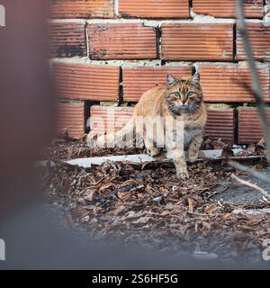Bengalische Katze bei schneebedecktem Wetter. Hochwertige Fotos Stockfoto
