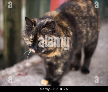 Eine reinrassige Katze, die auf der Straße läuft. Hochwertige Fotos Stockfoto