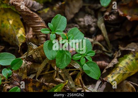 In der Wildnis im Wald gekeimte Rosenkohl-Carpinus-betulus-Sprossen aus Samen. Stockfoto
