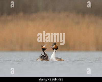 Great Crested Grebes Paarungsritual am Calm Lake Stockfoto