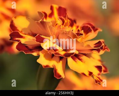 Marigold Bloom: Eine Symphonie der warmen Farben Stockfoto