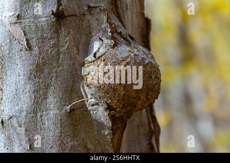 Die Nahaufnahme eines Baumtumors am Stamm eines Fackelbaums. Stockfoto