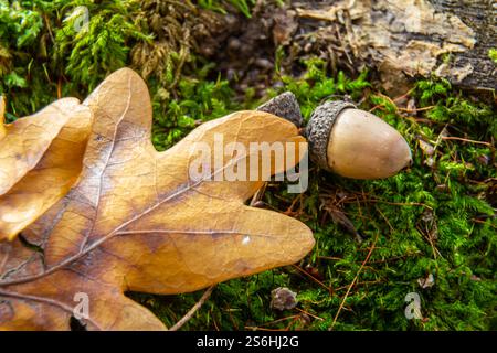 Herbstliche Hintergründe auf dem Waldgrund liegen herbstliche Eichenblätter und reife Eicheln. Quercus robur, gemeinhin bekannt als Petiolateiche, Europäische Eiche. Stockfoto