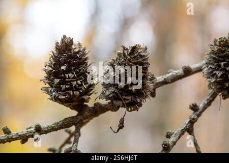 Lärchenäste mit kleinen Kegeln im Herbst. Kleine Kegel auf einem grünen Zweig eines Tannenbaums. Herbst Natur Hintergrund in Gelbtönen. Stockfoto