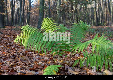 Wurmfarn, Dryopteris filix-mas, ist eine giftige Waldpflanze, die auch als Heilpflanze verwendet wird. Stockfoto