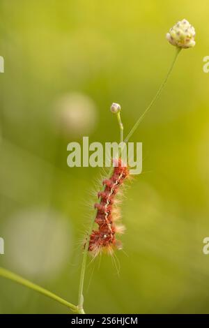 Knoten Gras motte Caterpillar auf ein Blatt. Knoten gras Motten (Acronicta rumicis) sind in Europa, im Norden Afrikas gefunden, und durch Asien bis zu K Stockfoto
