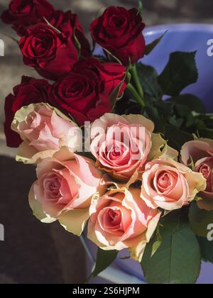 Rote Rote und Teerosen in violettem Eimer Stockfoto