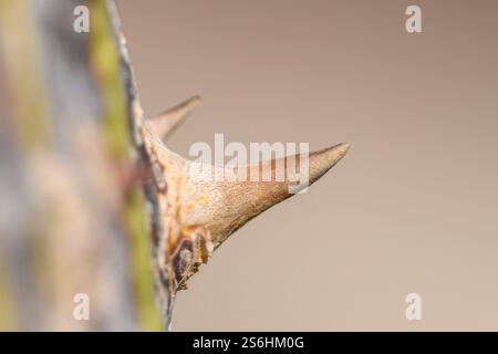 Die Dornen am Stamm des Yellow Silk Floss Tree, botanisch bekannt als Ceiba chodatii, sind eine Laubbaumarten, die in der Region beheimatet sind Stockfoto