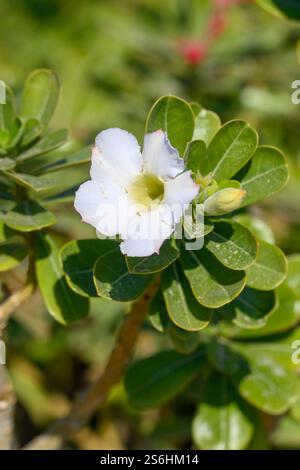 Wüstenrose. (Adenium obesum) Nahaufnahme eines Zweiges und mit ledrigen Blättern und weißen Blumen fotografiert am Ufer des Toten Meeres, Neve Zohar, ISR Stockfoto
