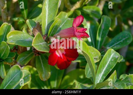 Wüstenrose. (Adenium obesum) Nahaufnahme eines Zweiges und mit ledrigen Blättern und roten Blumen fotografiert am Ufer des Toten Meeres, Neve Sohar, Israel Stockfoto