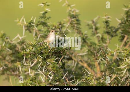 Cisticola Cisticola chiniana, Erwachsener in Akazie, Murchison Falls National Park, Uganda, September Stockfoto