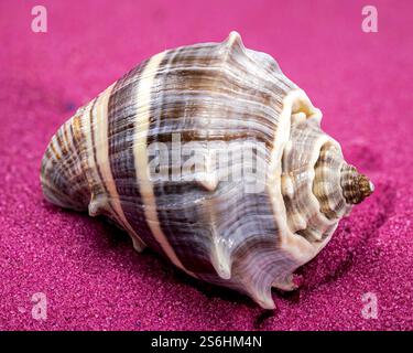 Melongena Shell auf rotem Sandgrund Stockfoto