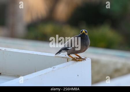 Gemeinsame myna (Acridotheres Tristis oder Indischen Myna). Dieser Vogel ist heimisch im südlichen Asien von Afghanistan bis Sri Lanka. Die Myna ist eingeführt worden Stockfoto