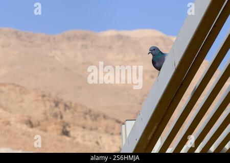 Steintaube, Steintaube oder gewöhnliche Taube (Columba Livia) fotografiert im Dezember am Toten Meer in Israel Stockfoto