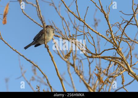 Haussperling (Passer domesticus عصفور دوري) auf einem Baum, fotografiert am Toten Meer, Israel im Dezember Stockfoto