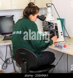 Der Bediener verwendet ein optisches Mikroskop, um Blutproben auf Objektträgern zu betrachten Stockfoto