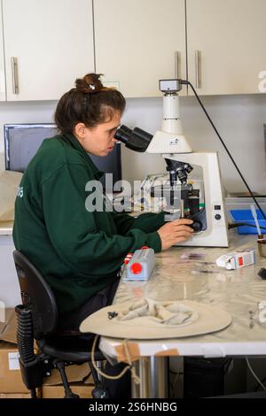 Der Bediener verwendet ein optisches Mikroskop, um Blutproben auf Objektträgern zu betrachten Stockfoto