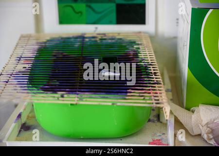 Blutproben auf Objektträgern aus Glas werden vorbereitet, um sie unter einem optischen Mikroskop betrachten zu können Stockfoto