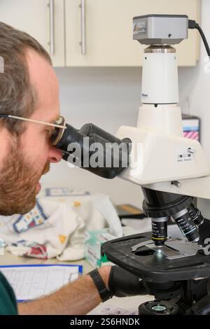 Der Bediener verwendet ein optisches Mikroskop, um Blutproben auf Objektträgern zu betrachten Stockfoto