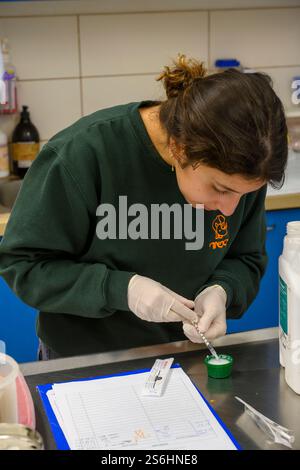 Der Techniker bereitet Blutproben auf Objektträgern vor, die unter einem optischen Mikroskop betrachtet werden können Stockfoto