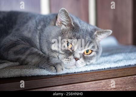 Katze der Britischen blue Rasse mit gelben Augen sitzen auf dem Fenster Stockfoto