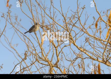 Haussperling (Passer domesticus عصفور دوري) auf einem Baum, fotografiert am Toten Meer, Israel im Dezember Stockfoto