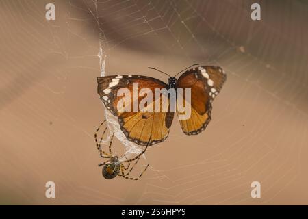 Danaus chrysippus, auch bekannt als einfacher Tiger, afrikanische Königin oder afrikanischer Monarch Argiope trifasciata, wird im Netz des Bändergartens gefangen Stockfoto