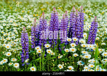 Lupinen wachsen zwischen einem Feld von Gänseblümchen. Stockfoto