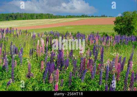 Wilde Lupinen, die in einer ländlichen Landschaft neben landwirtschaftlichen Feldern wachsen. Stockfoto