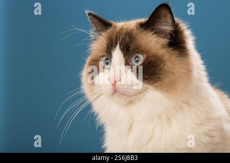 Blauäugige Ragdoll-Katze auf blauem Hintergrund. Stockfoto