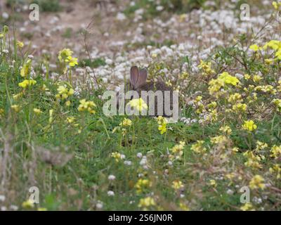 Kleines süßes Wildkaninchen Oryctolagus cuniculus in der Strandvegetation von Tarifa, Spanien Stockfoto