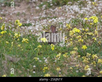 Kleines süßes Wildkaninchen Oryctolagus cuniculus in der Strandvegetation von Tarifa, Spanien Stockfoto