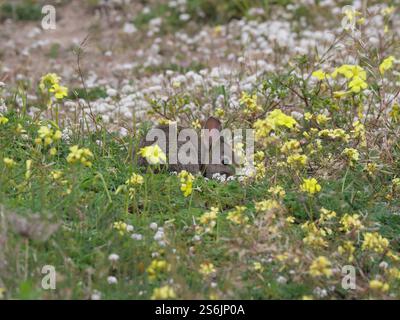 Kleines süßes Wildkaninchen Oryctolagus cuniculus in der Strandvegetation von Tarifa, Spanien Stockfoto