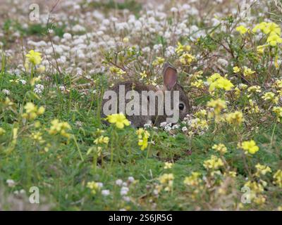 Kleines süßes Wildkaninchen Oryctolagus cuniculus in der Strandvegetation von Tarifa, Spanien Stockfoto