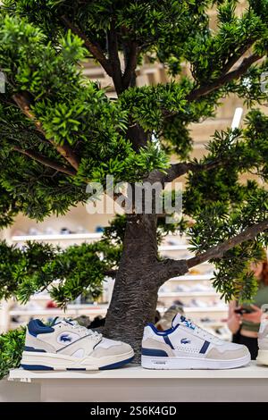 Turnschuhe der Marke Lacoste im Inneren eines Sportschuhgeschäfts. Modische Sportschuhe. Minsk, Weißrussland - 1. Juni 2024 Stockfoto