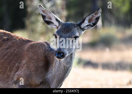 Der Rotwild (Cervus elaphus) Naturfotografie Stockfoto