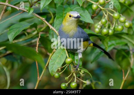 Langschwanz-Seidenschnäpper, Ptiliogonys caudatus, der Twoleaf Nachtschattenbeeren fresst, Costa Rica Stockfoto