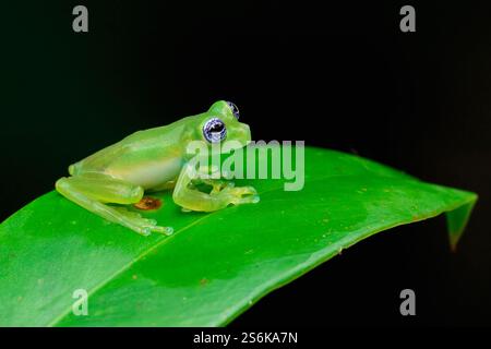 Geisterglasfrosch (Sachatamia ilex) sitzt auf Blatt, Costa Rica Stockfoto