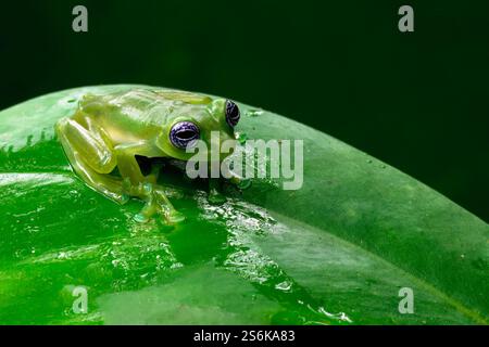 Geisterglasfrosch (Sachatamia ilex) sitzt auf Blatt, Costa Rica Stockfoto