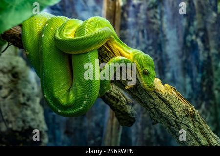 Grüne Baumpython hängt an einem Ast, vor dunklem Hintergrund. Stockfoto