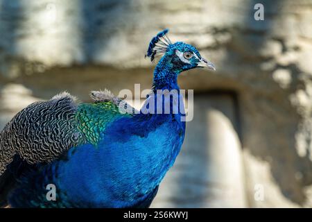 Pfau, (einen männlichen Pfauen.) Stockfoto